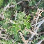 Solanum arundo 叶