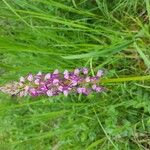 Orchis × spuria ফুল