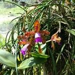 Cattleya guttata Flower