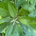 Eutrochium purpureum Leaf