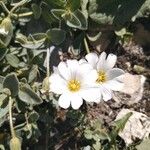 Cerastium latifolium Flower