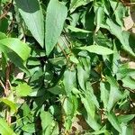 Muehlenbeckia sagittifolia Plante entière
