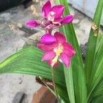 Spathoglottis unguiculata Цветок