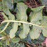 Raphanus raphanistrum Leaf