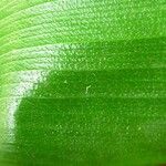 Calathea similis Leaf