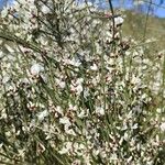 Retama raetam Fleur