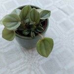 Peperomia albovittata Ліст