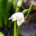 Leucojum vernum Çiçek
