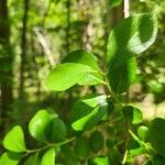 Vaccinium arboreumLeaf