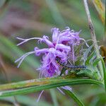 Liatris squarrosa Kukka