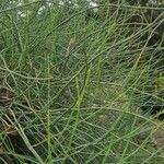 Ephedra fragilisBlad