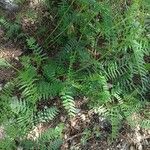 Vicia tenuifoliaLeaf