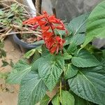 Salvia splendensപുഷ്പം