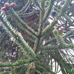 Araucaria araucana Blatt