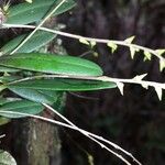 Bulbophyllum leptostachyum Hoja
