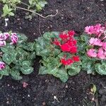 Cyclamen purpurascens Кветка