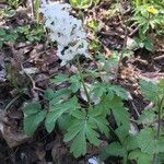 Corydalis cava Blatt