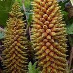 Gunnera tinctoria Цвят