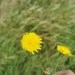 Hypochaeris radicata Fleur