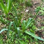 Camassia cusickii Leaf