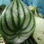 Peperomia argyreia Лист