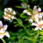 Dorycnium pentaphyllum Flors