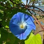 Ipomoea tricolor Flor