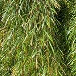 Acacia cognata Fuelha