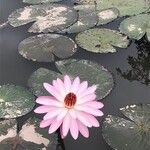 Nymphaea rubra 花