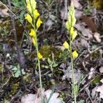 Polygala flavescens फूल