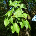 Acer × coriaceum Leaf