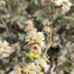 Helichrysum stoechasÕis