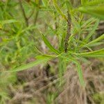 Salix exigua Leaf