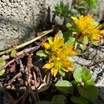 Saxifraga aizoidesBlomst