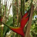 Heliconia stricta 花