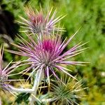 Ptilostemon hispanicus Flower
