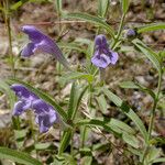 Scutellaria siphocampyloides 整株植物