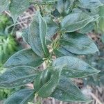 Sarcococca ruscifolia Foglia