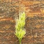 Cynosurus echinatus Fula