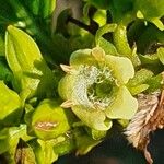 Vangueria madagascariensis Flor