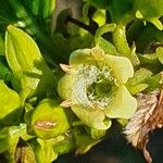 Vangueria madagascariensis Flower