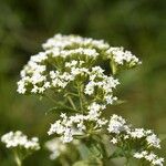 Stevia ovata Plante entière