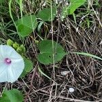 Ipomoea pandurata Hoja