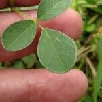 Desmodium paniculatum Leaf