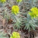 Euphorbia nicaeensis 整株植物