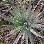 Dyckia encholirioides Fulla