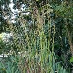 Lactuca indica Habitus