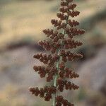 Asplenium foreziense Fuelha