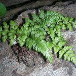 Asplenium balearicum Habitus