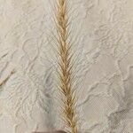 Elymus canadensis Frunză